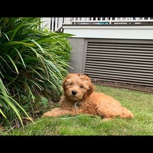 Meet your Posher, Betsy